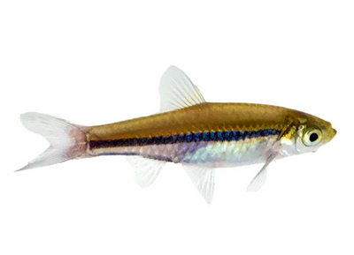 Brilliant rasbora