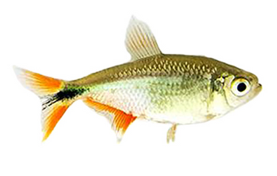 Buenos Aires tetra