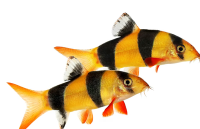 Clown loach