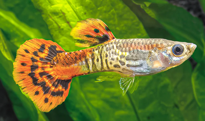 Cobra Guppy