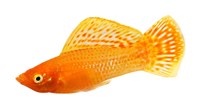 Common Molly