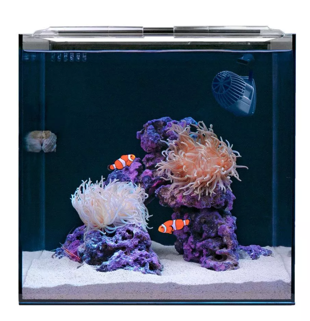 HelloReef Clownfish & Anemone Aquarium Kit