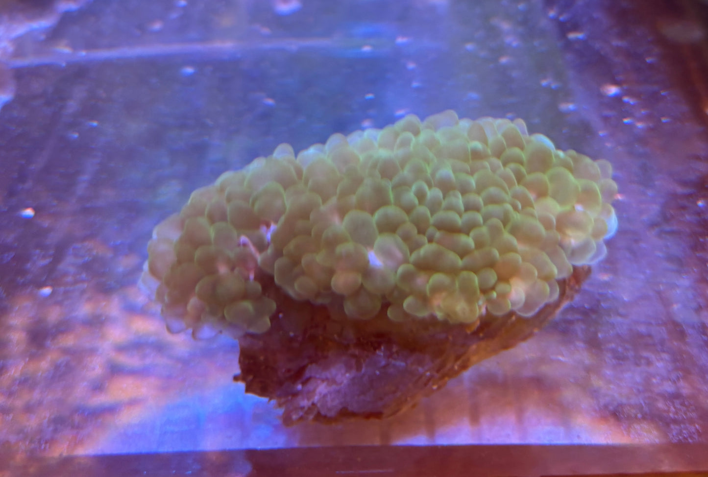 INDO Pearl coral toxic green