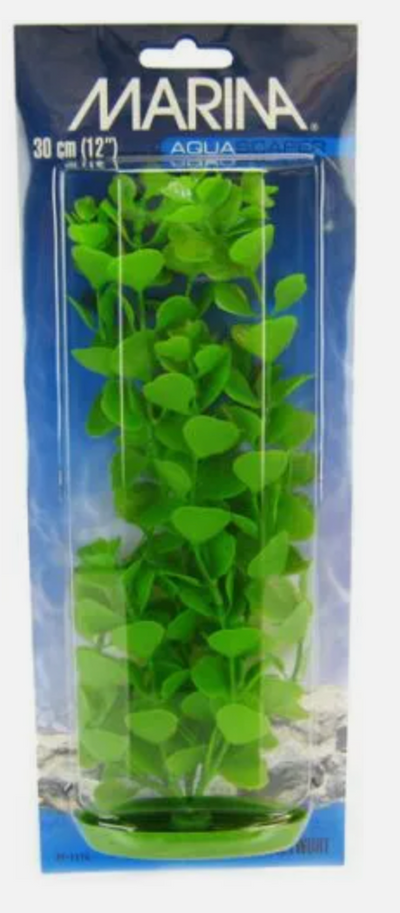 Marina Aquascaper Moneywort Plant 12" tall