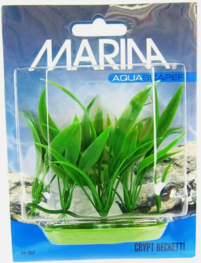 Marina Crypt Becketti Aquarium Plant 4" tall