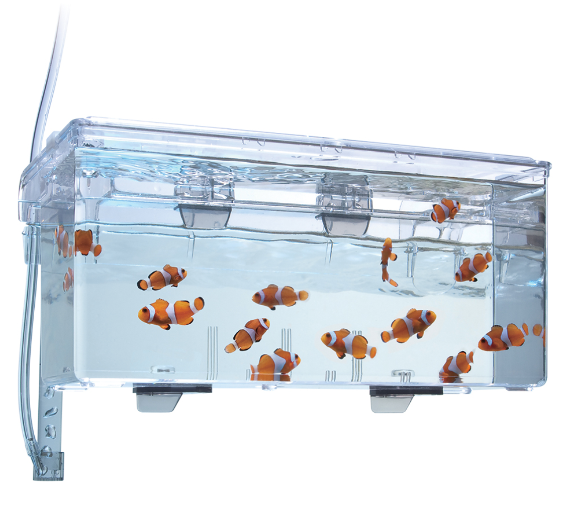 Multi-Chamber Holding & Breeding Box