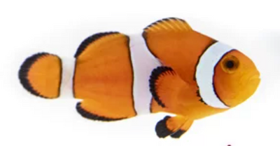 Ocellaris (Amphiprion ocellaris)