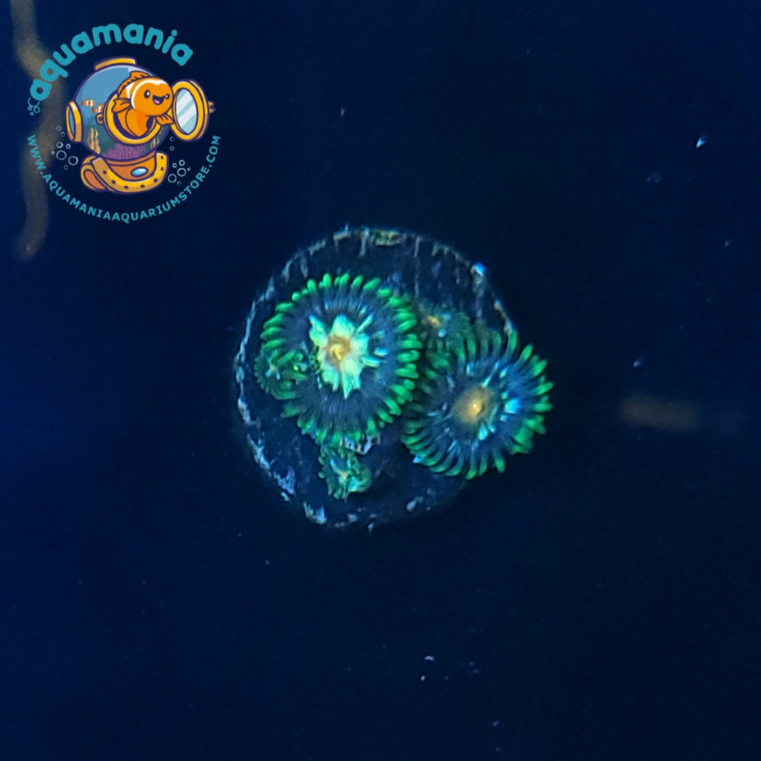 Daisy Cutter Zoanthids Coral