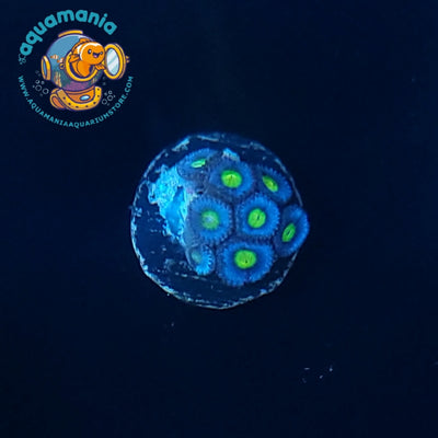 AOI Zoanthids Coral