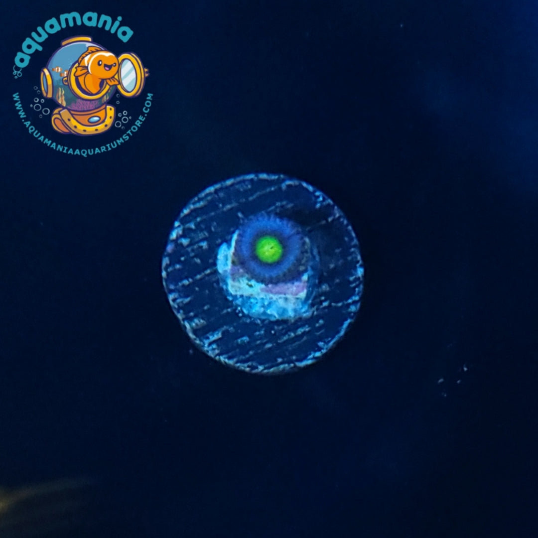 AOI Zoanthids Coral
