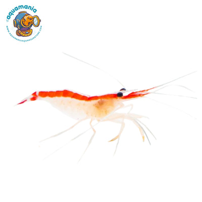 Cleaner shrimp