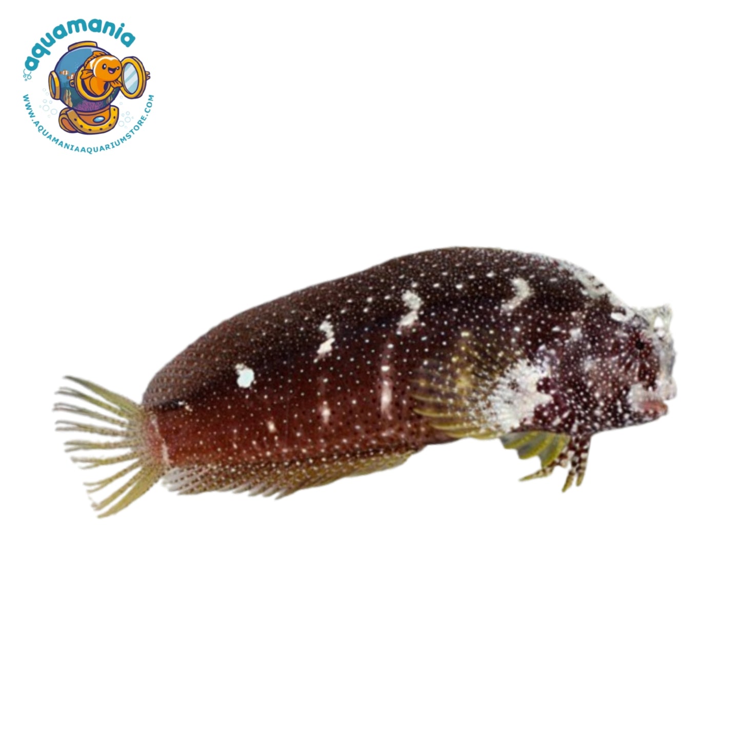 Starry Blenny