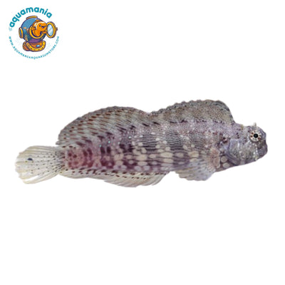 Lawnmower blenny