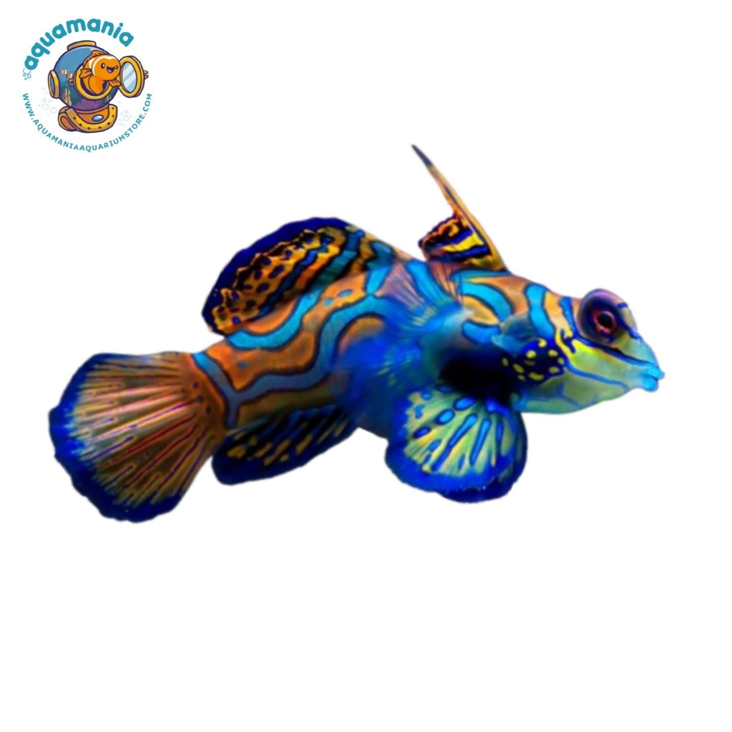 Green Mandarin Goby