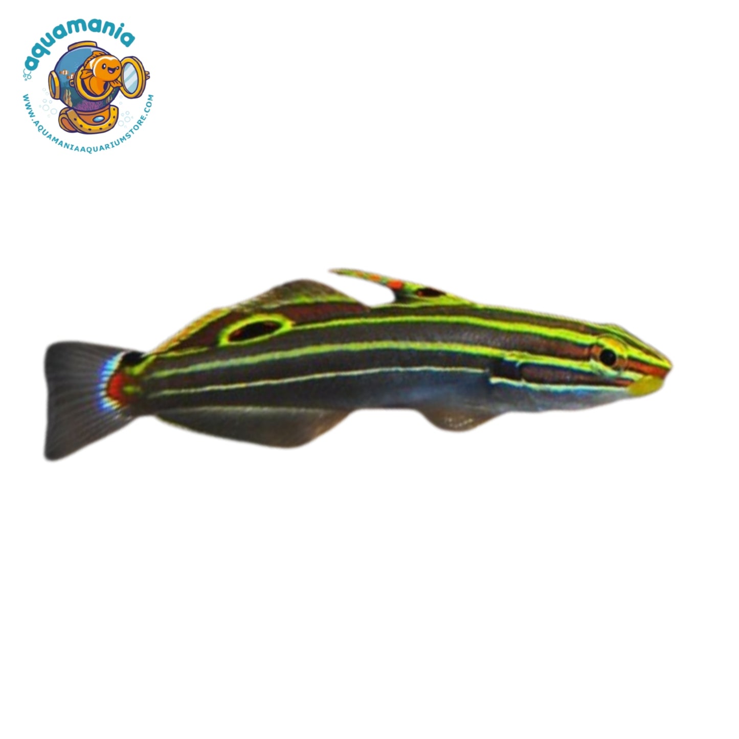 Hector's Goby