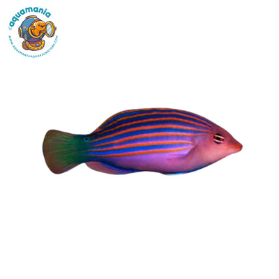 Six line Wrasse