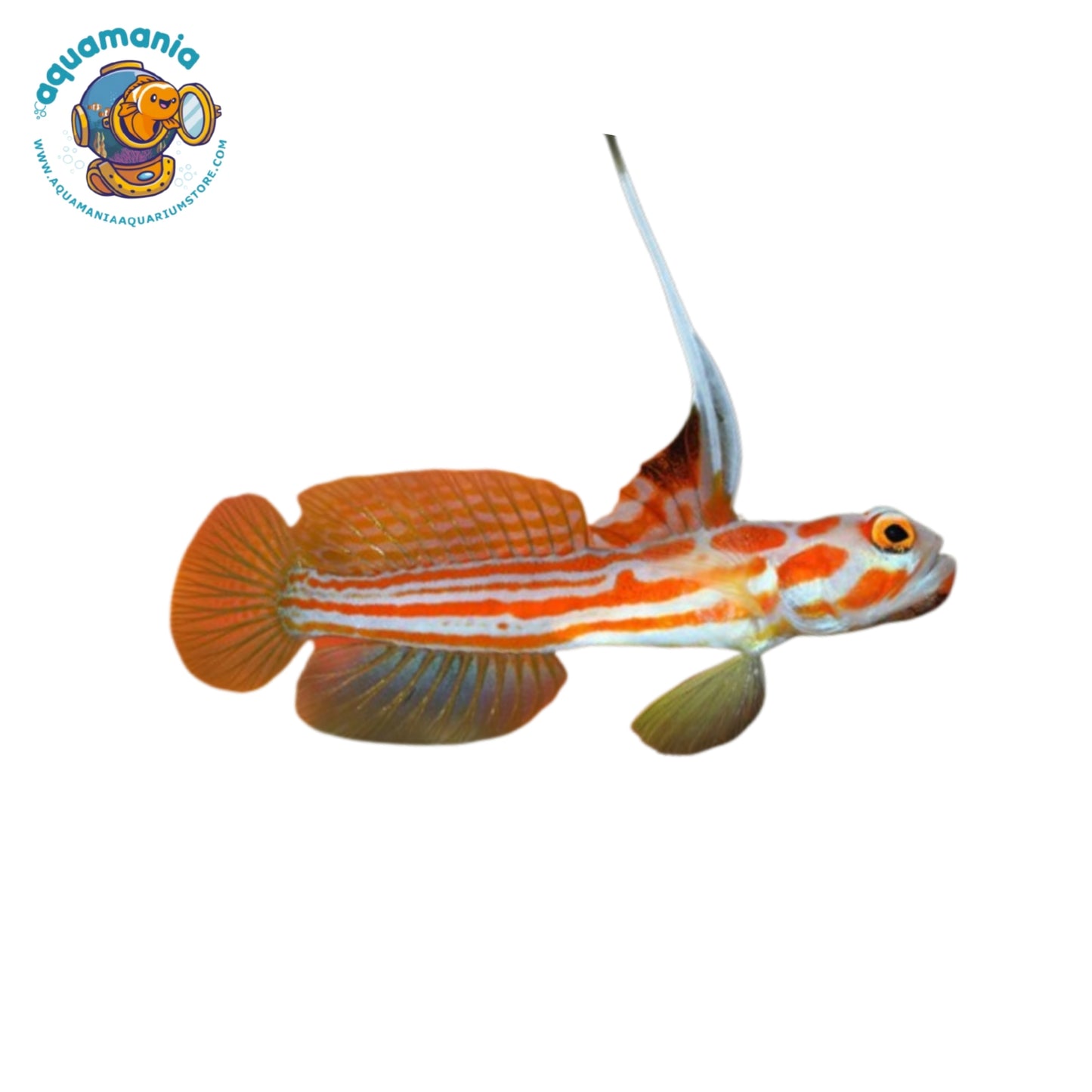Yasha Goby