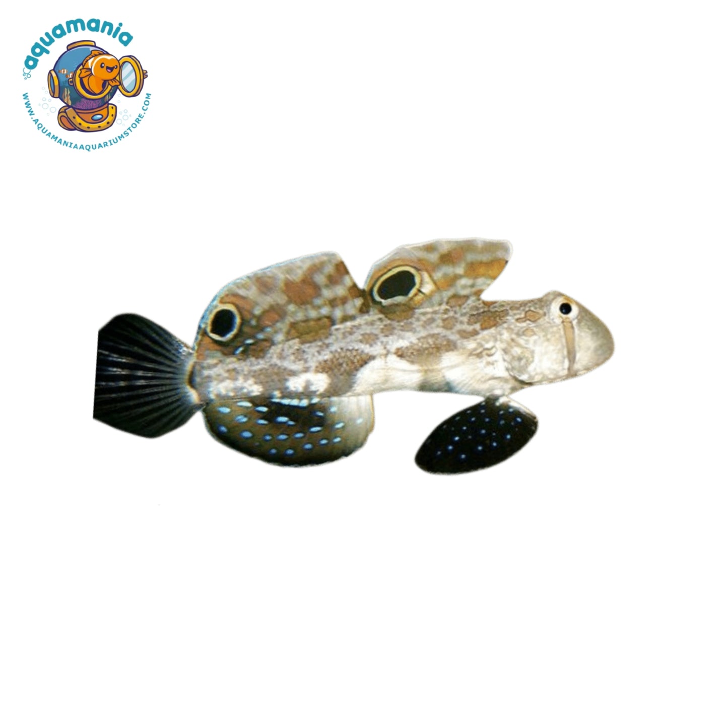 Twin Spot Goby