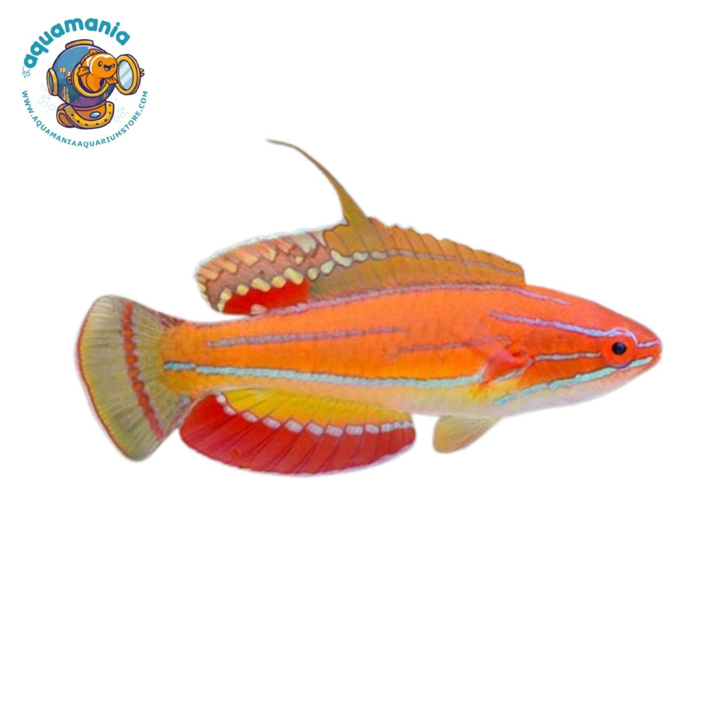 McCosker's Flasher Wrasse