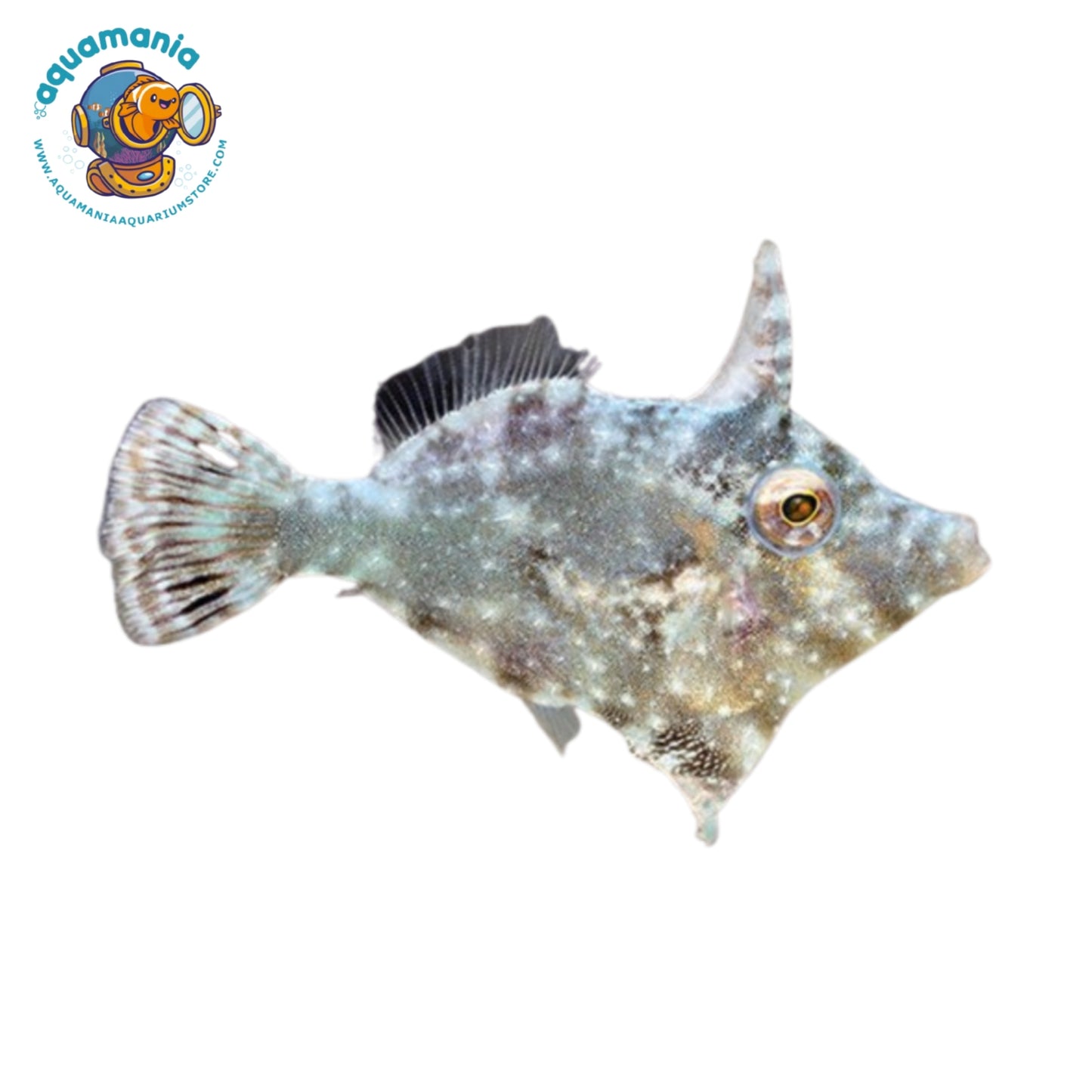 Filefish (Aiptasia Eating)