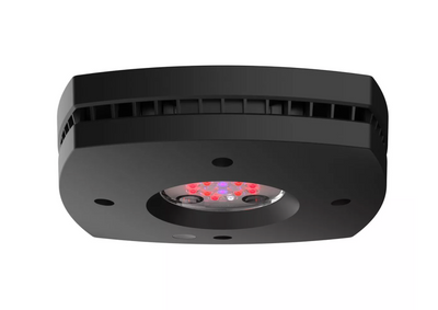 Prime 16 LED Fuge Light - Black Body