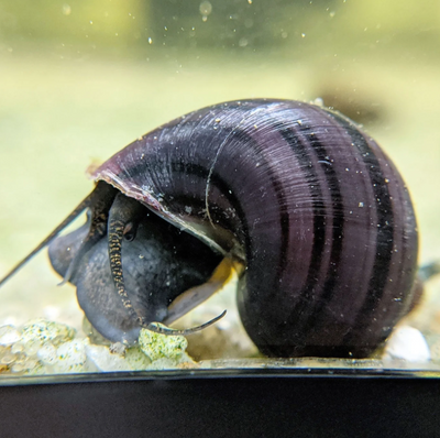 Purple Snail