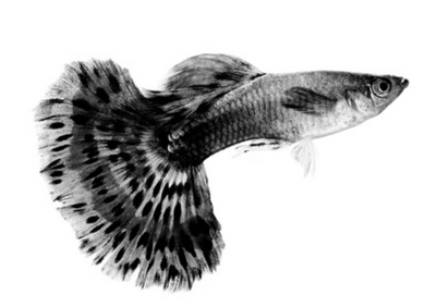 Schwarz Guppy
