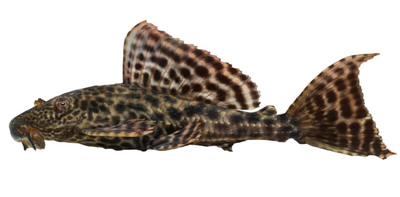 Suckermouth catfish