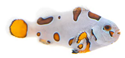 Super Storm (Amphiprion ocellaris)