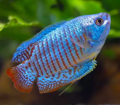 blue/yellow gourami