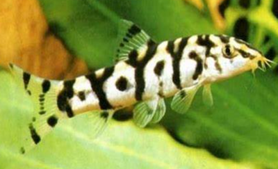 lohachata