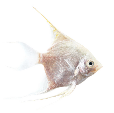 platinum angelfish