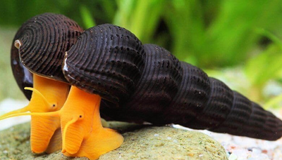 rabbit snail