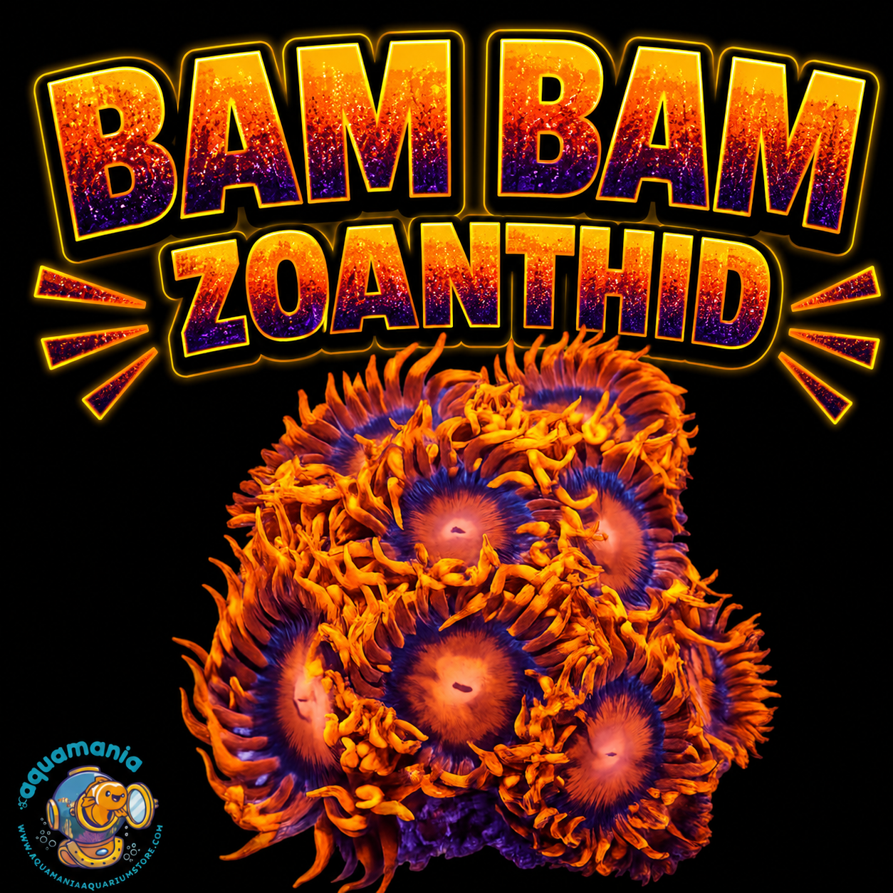 Bam Bam Zoanthids Coral