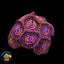 JF Azz kraks Zoanthids Coral
