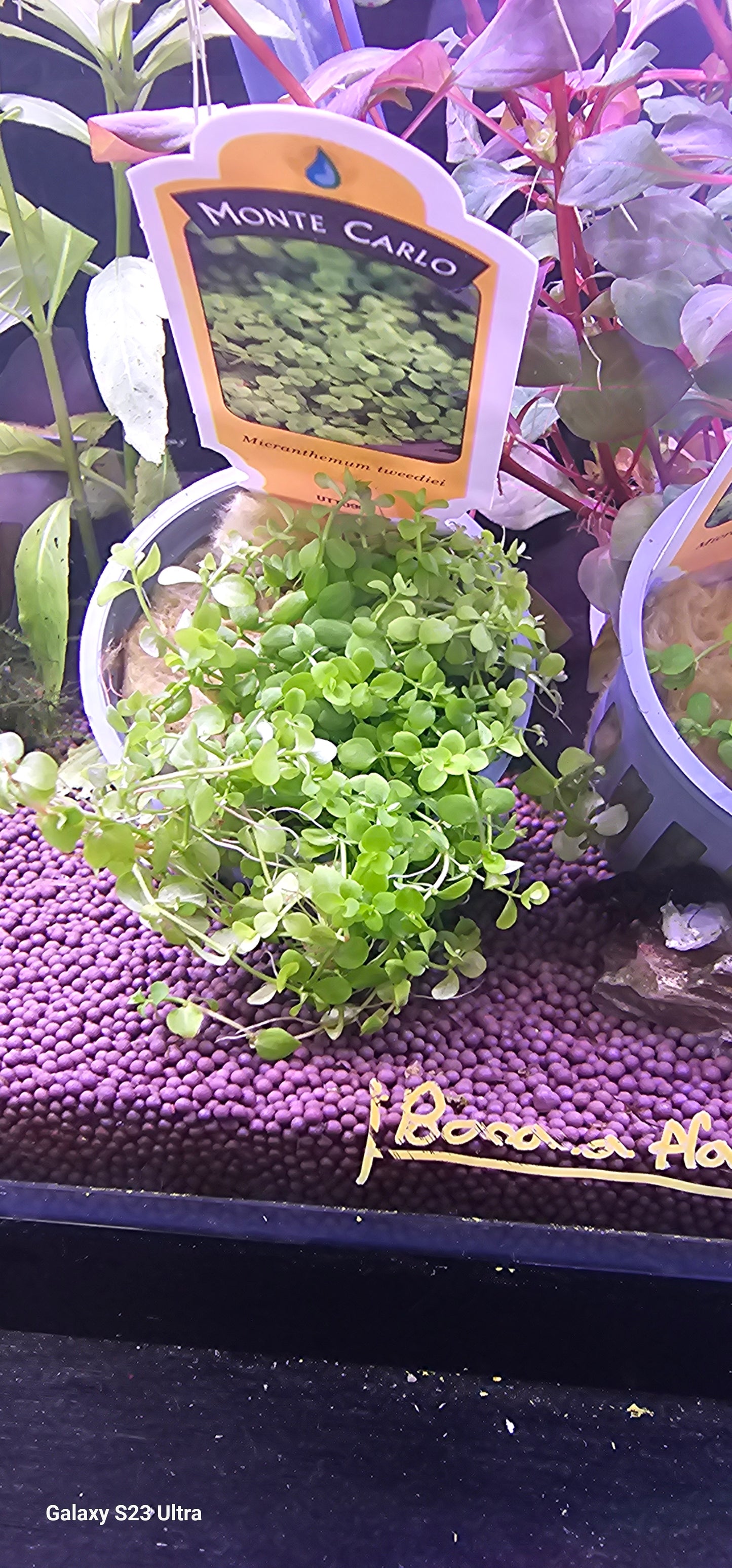 Monte Carlo - WYSIWYG