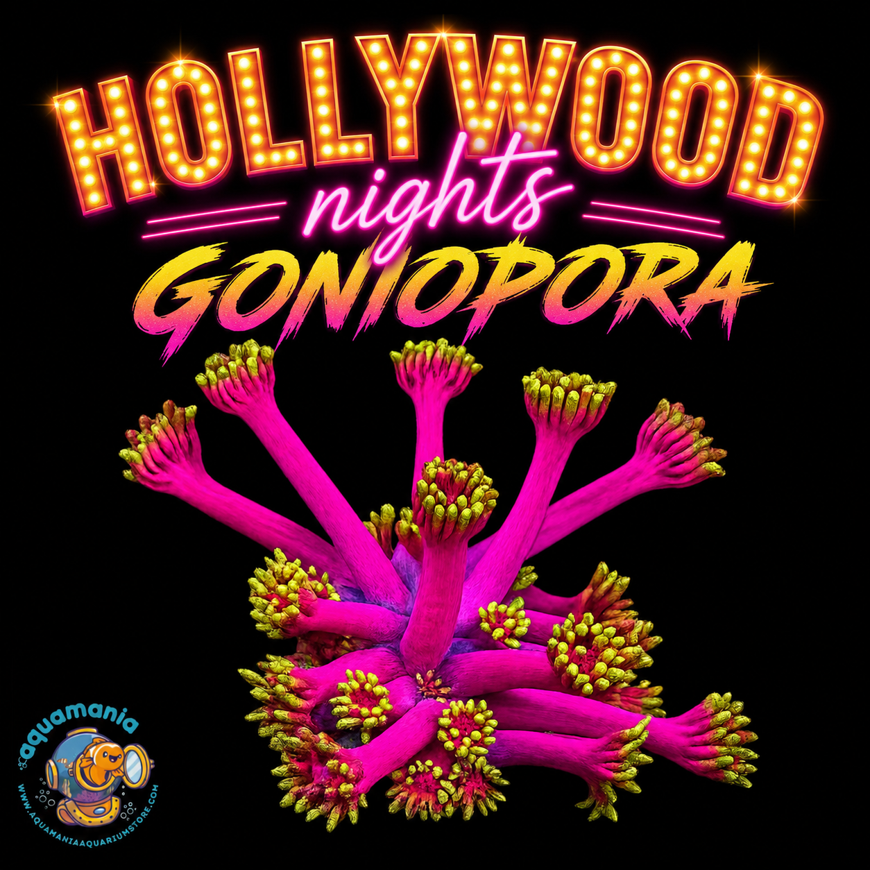 Hollywood nights Goniopora Coral
