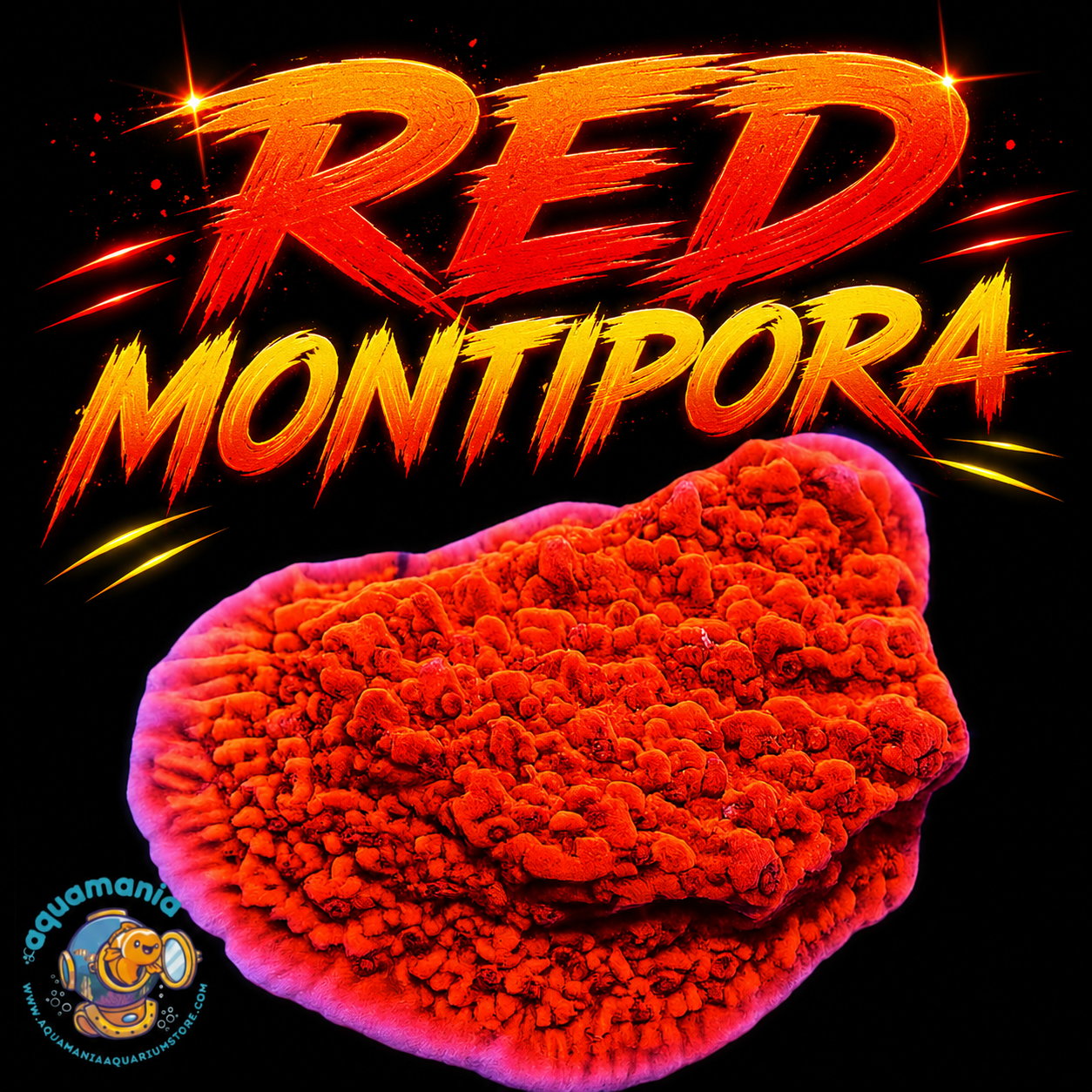 Red Montipora Coral
