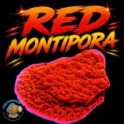 Red Montipora Coral