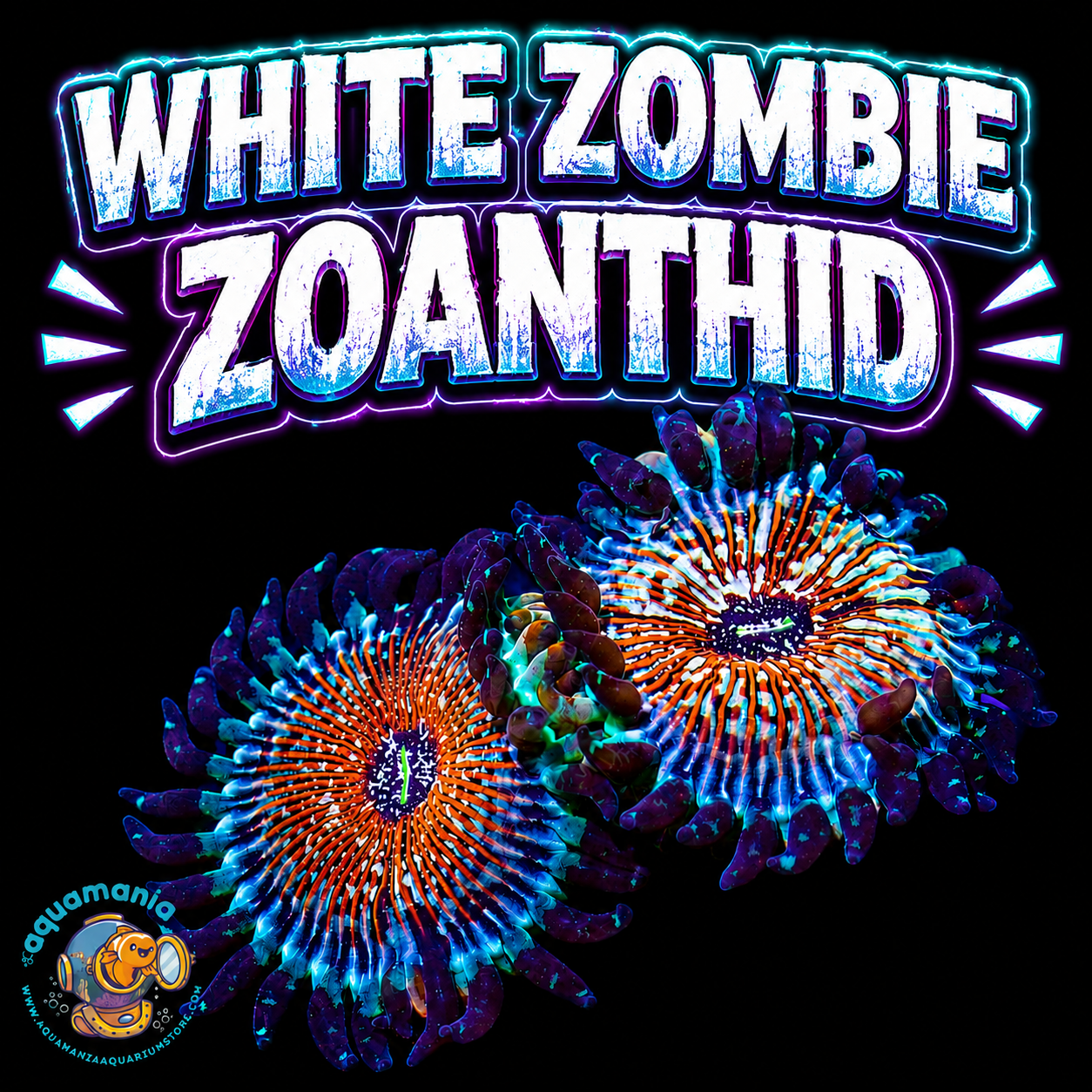White Zombie Zoanthids Coral