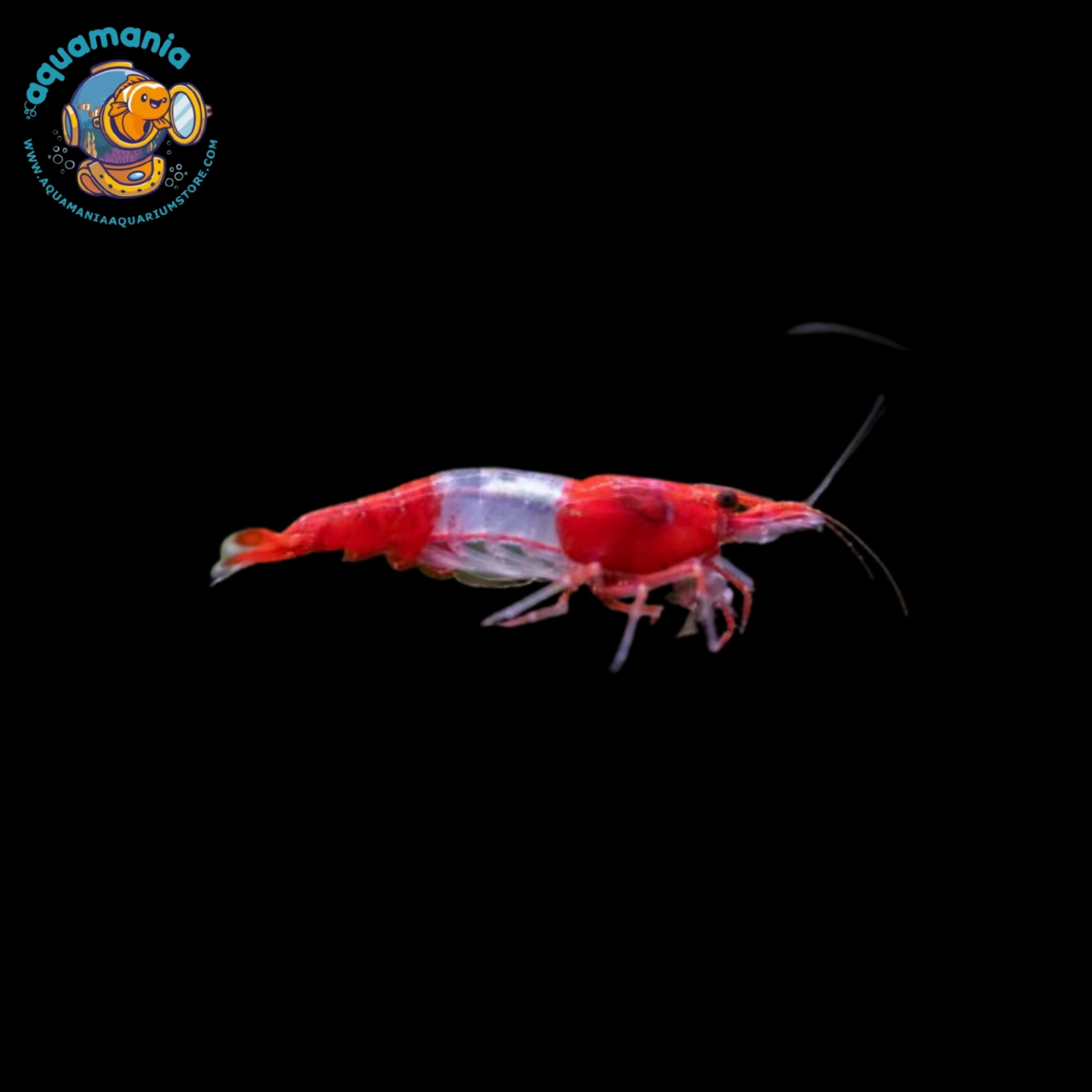 Red Ril Red Rili Shrimp (Neocaridina) – Aquamaniaaquariumstore