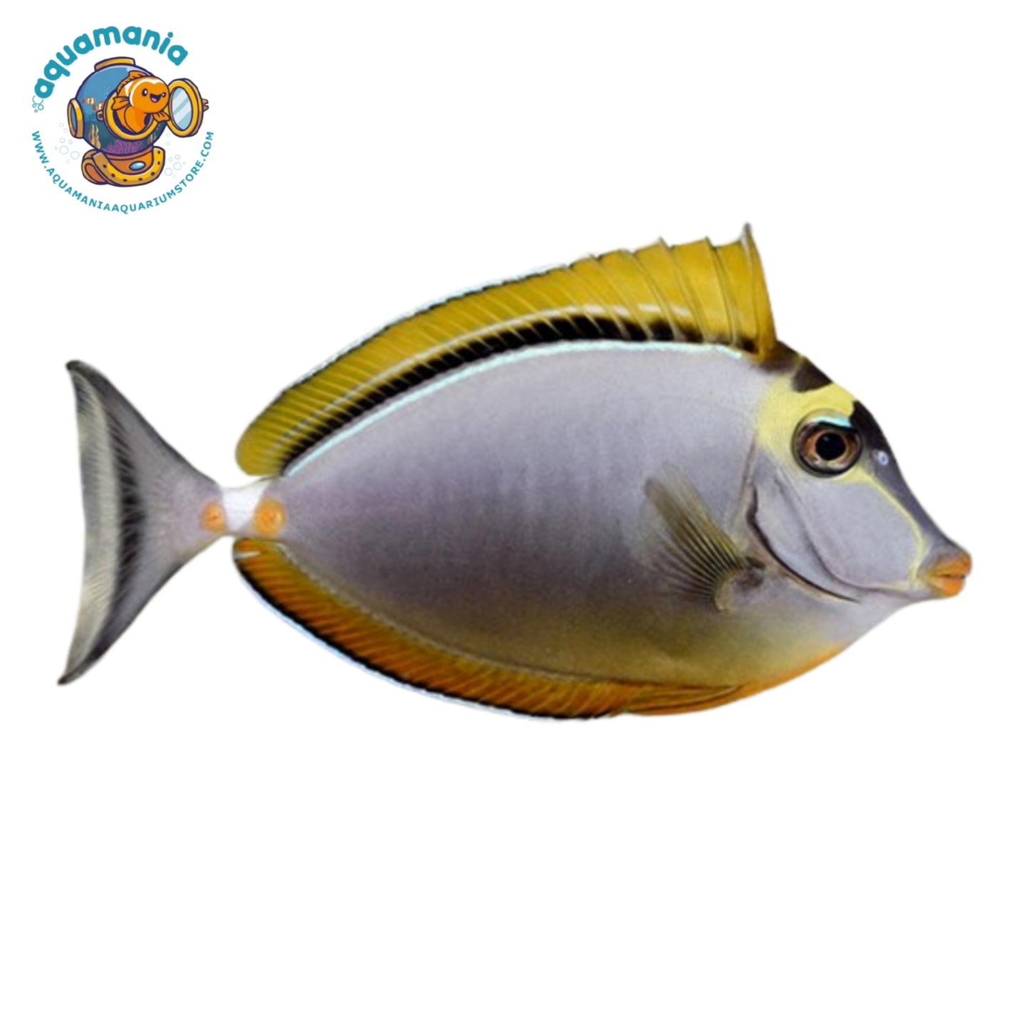 Naso Tang
