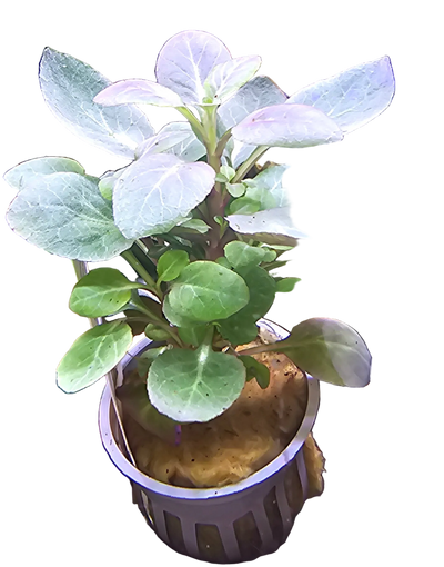 Lobelia Cardinalis - WYSIWYG