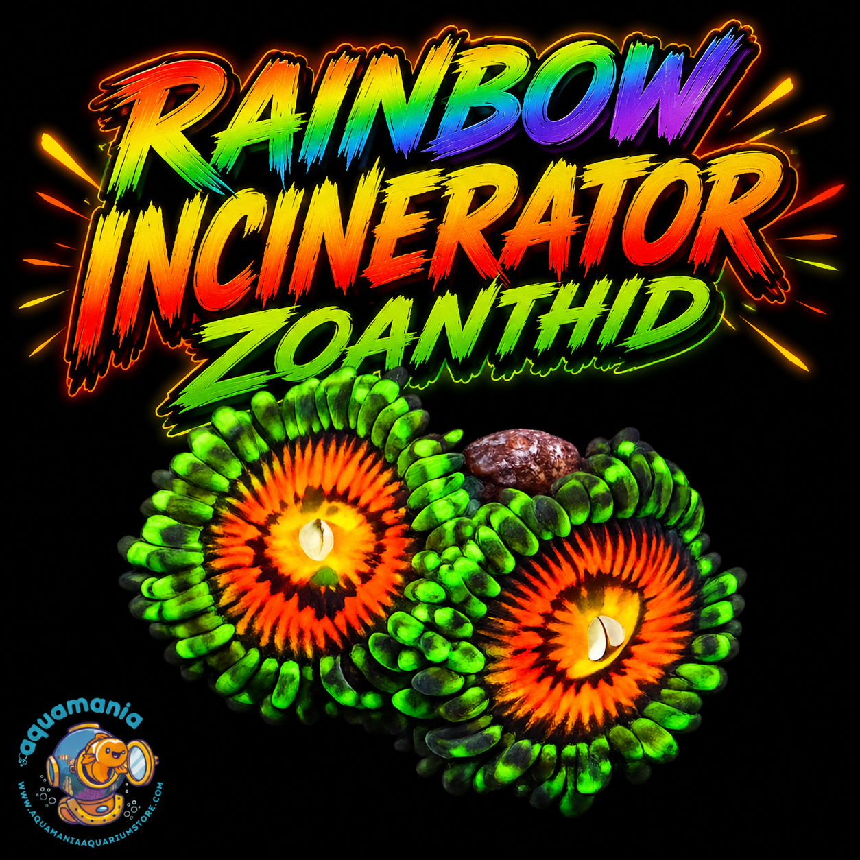 Rainbow incinerator Zoanthids Coral