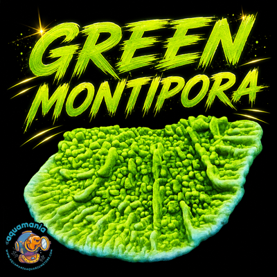 Green Montipora Coral