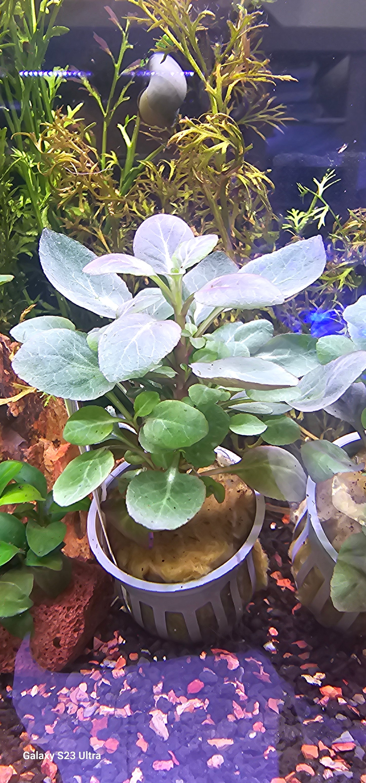 Lobelia Cardinalis - WYSIWYG