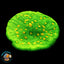 Space Invader Chalice Coral