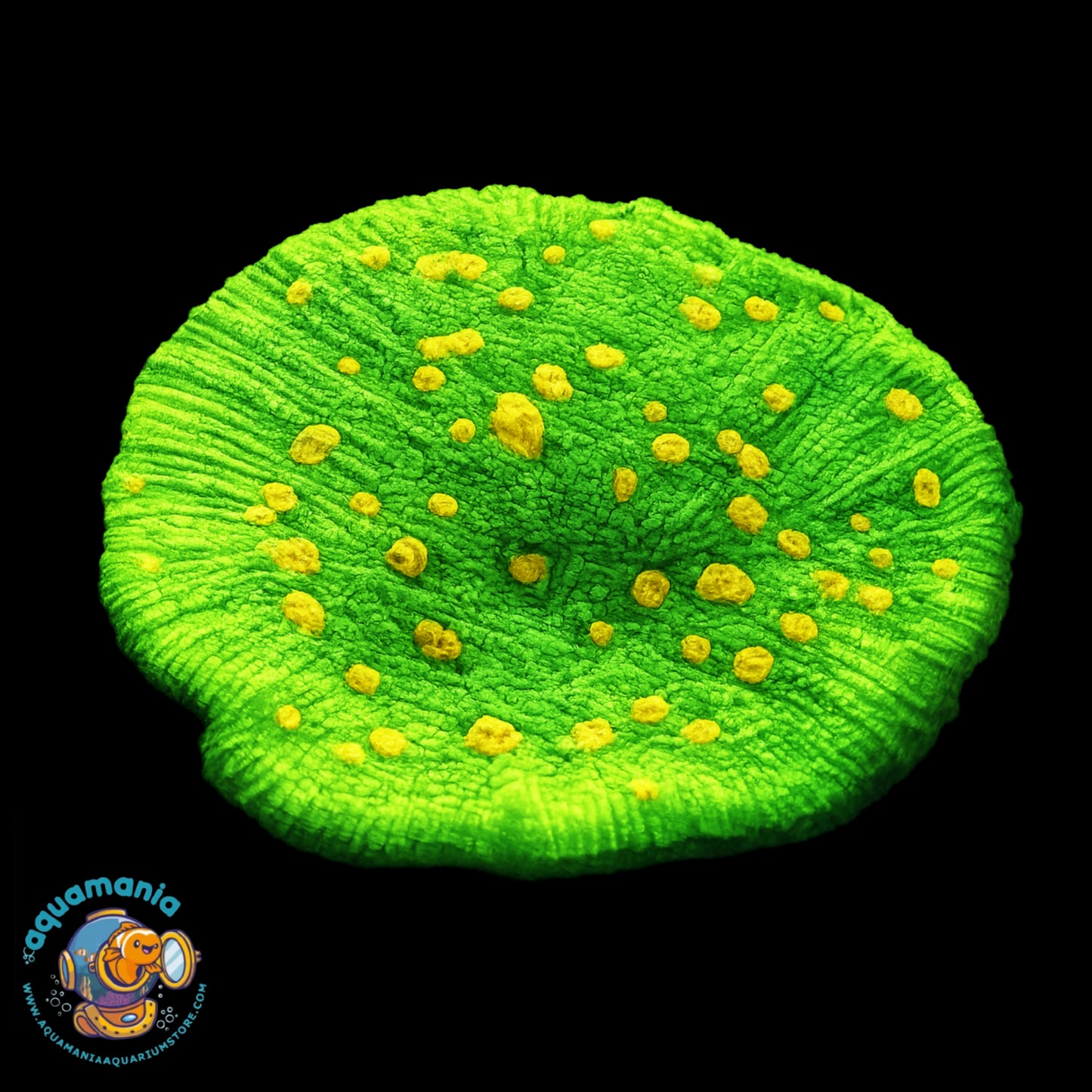 Space Invader Chalice Coral