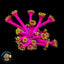 Hollywood nights Goniopora Coral