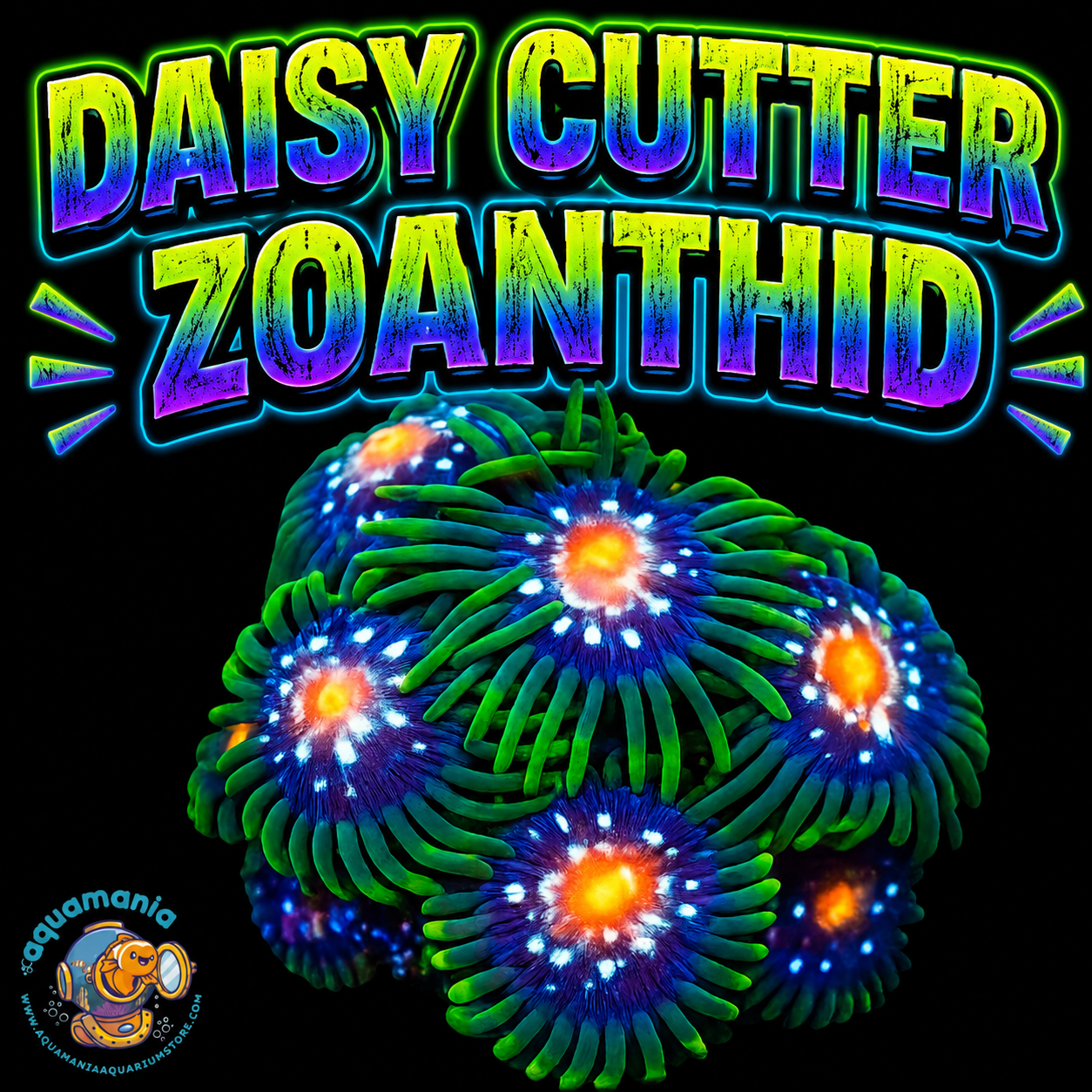 Daisy Cutter Zoanthids Coral